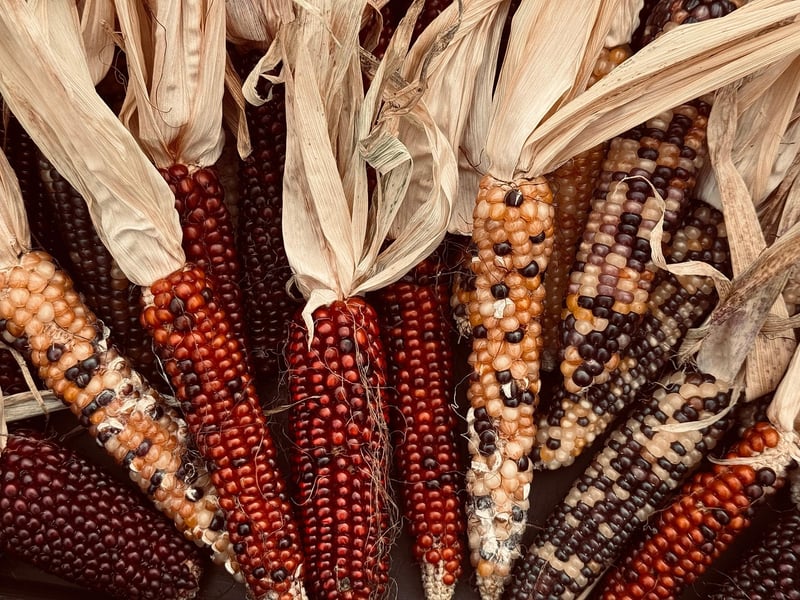 Fall Harvest Fest