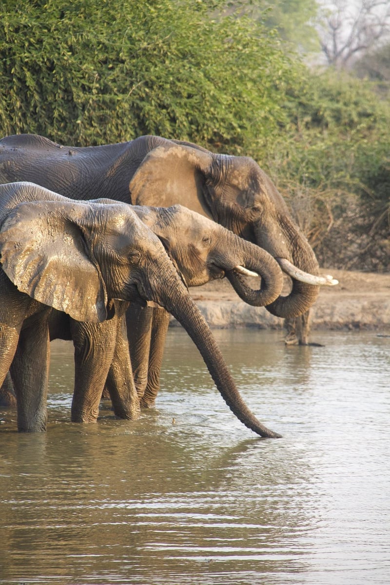 Safari Adventure Image
